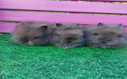Lionhead rabbits for sale: Absolutely Gorgeous Chocolate DM Lionhead Babies - Image 3