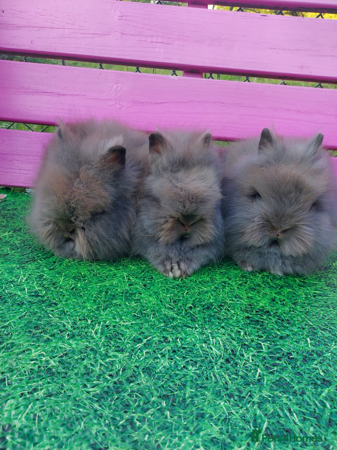Lionhead rabbits for sale: Absolutely Gorgeous Chocolate DM Lionhead Babies - Image 3