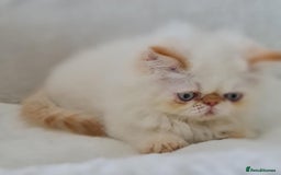 Persian cats for sale: Persian Kittens Looking For New Home - Image 2