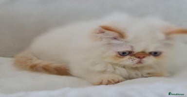 Persian cats - Advert 4