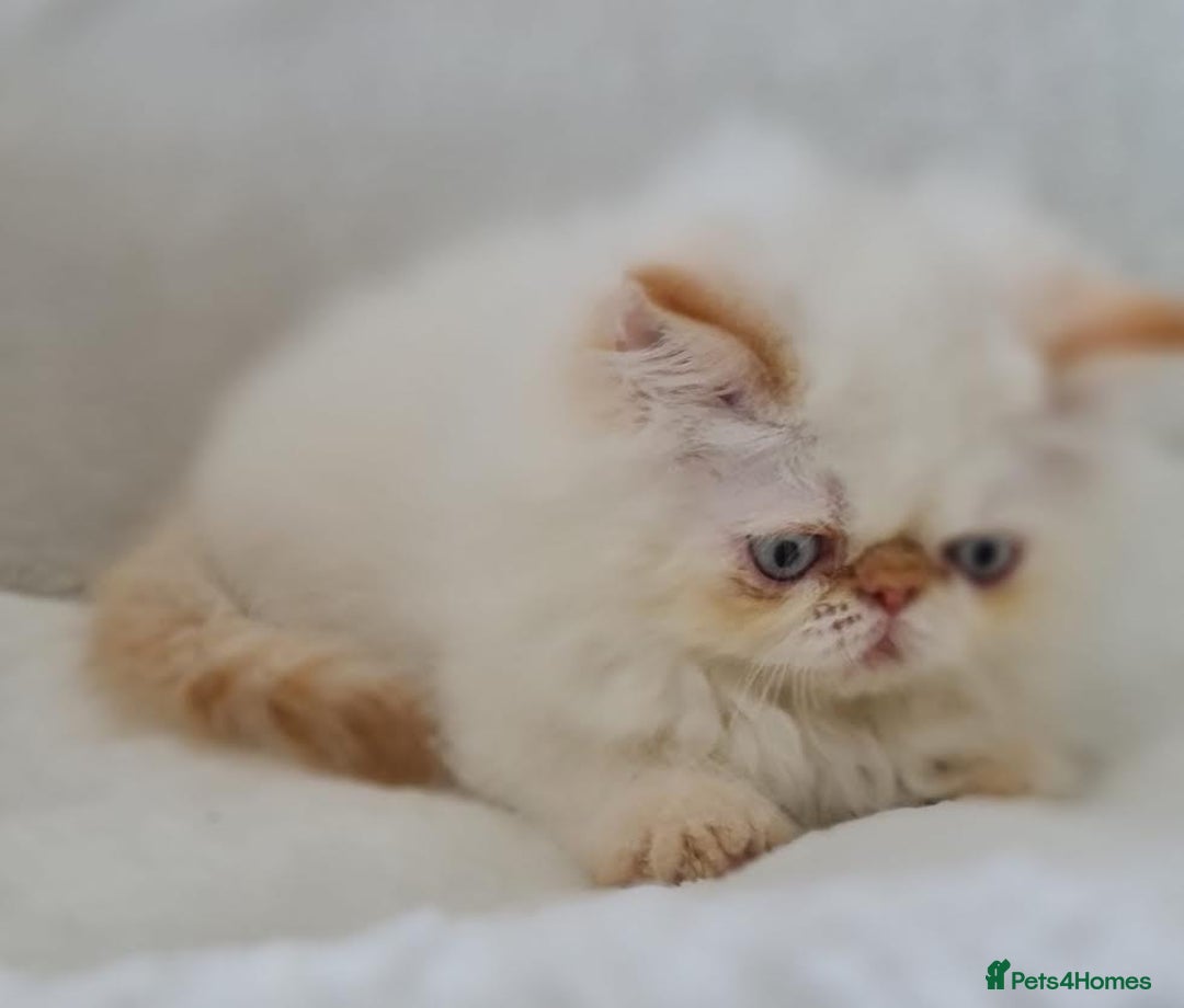 Persian cats for sale: Persian Kittens Looking For New Home - Image 2