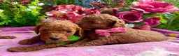 Miniature Poodle dogs for sale: Top Quality, Deep Red, KC Mini Poodles.  - Advert 13