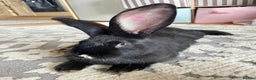 Continental Giant rabbits for sale: Female 11 month Continental giant rabbit  - Advert 2