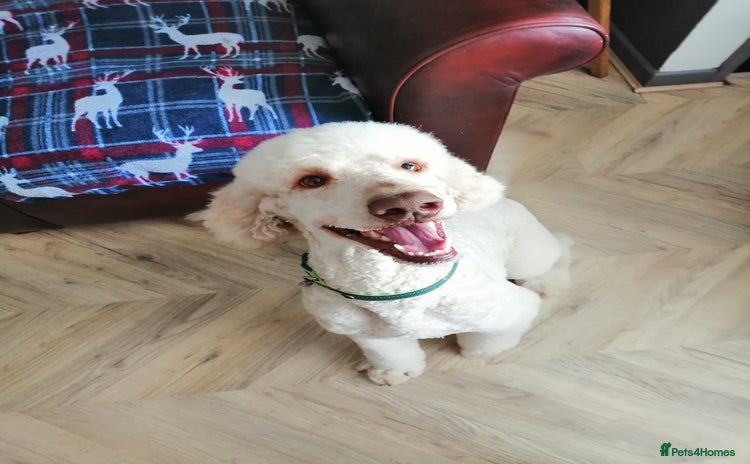 Standard Poodle dogs in Belper - Advert 1