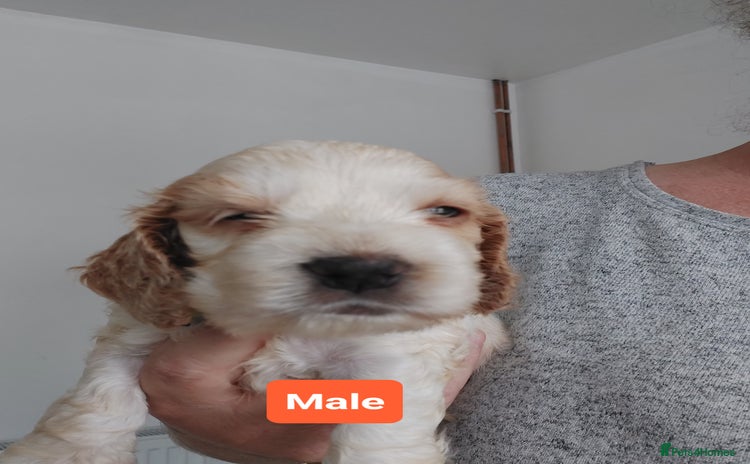 Cocker Spaniel dogs - Advert 2