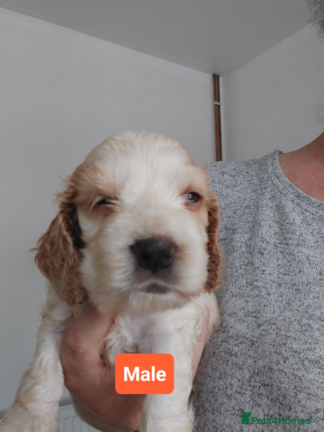 Cocker Spaniel dogs for sale: KC REG SHOW TYPE COCKER SPANIEL - Image 1