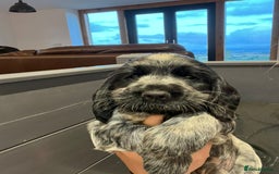 Cocker Spaniel dogs for sale: KC registered Show Type Cocker Spaniels - Image 15