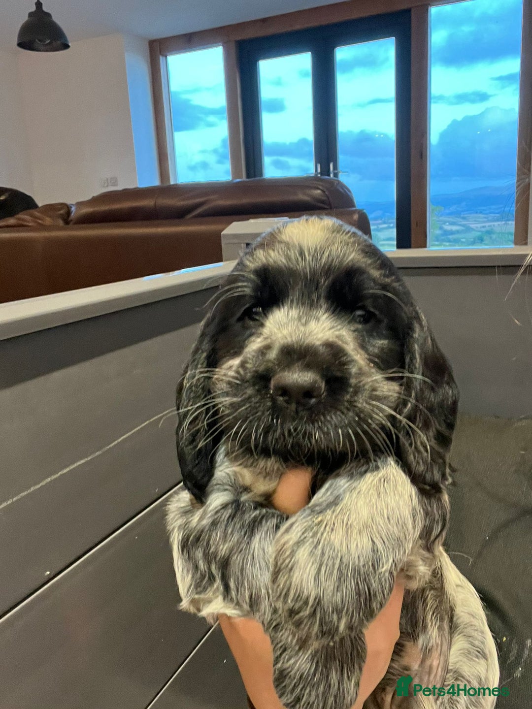 Cocker Spaniel dogs for sale: KC registered Show Type Cocker Spaniels - Image 15