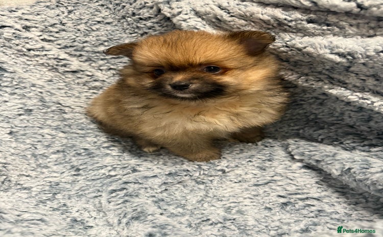 Pomeranian dogs Puppies Ready for new homes - Advert 3