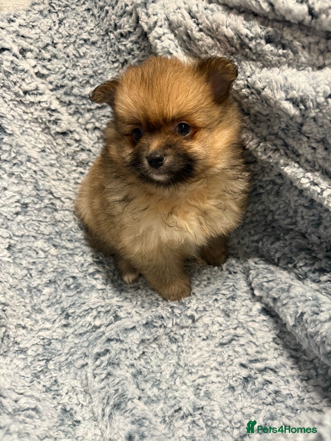 Pomeranian dogs for sale: Puppies Ready for new homes  - Advert 1