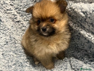Pomeranian dogs Puppies Ready for new homes - Advert 3