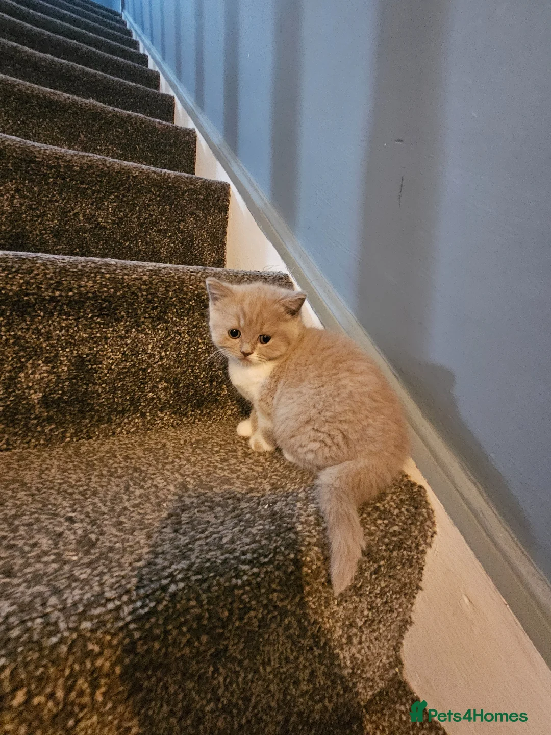 British Shorthair cats for sale: British shorthair kittens  - Advert 2