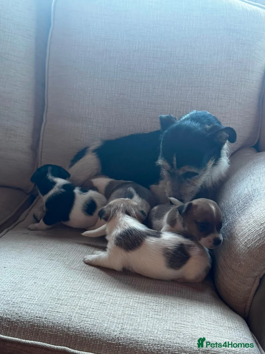 Jack Russell dogs for sale: Absolutely beautiful Jack Russel puppies  - Advert 6