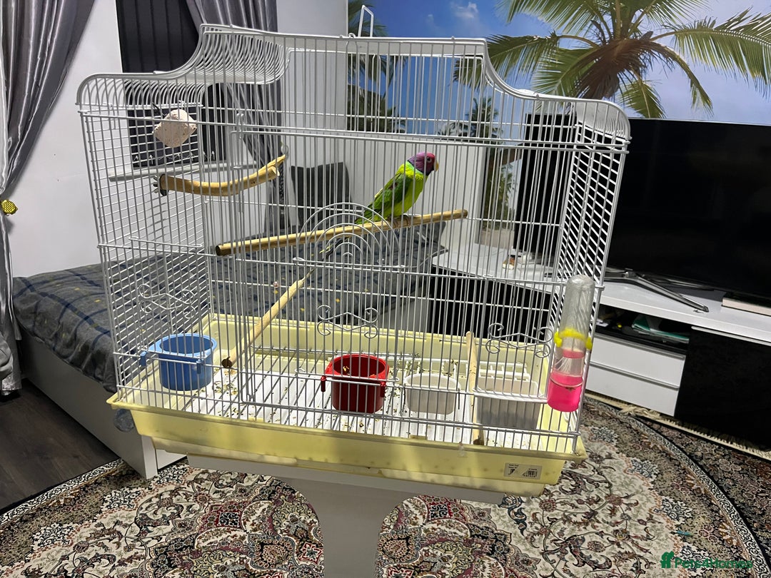 Ringnecks birds for sale: Indian Ring neck  - Advert 6