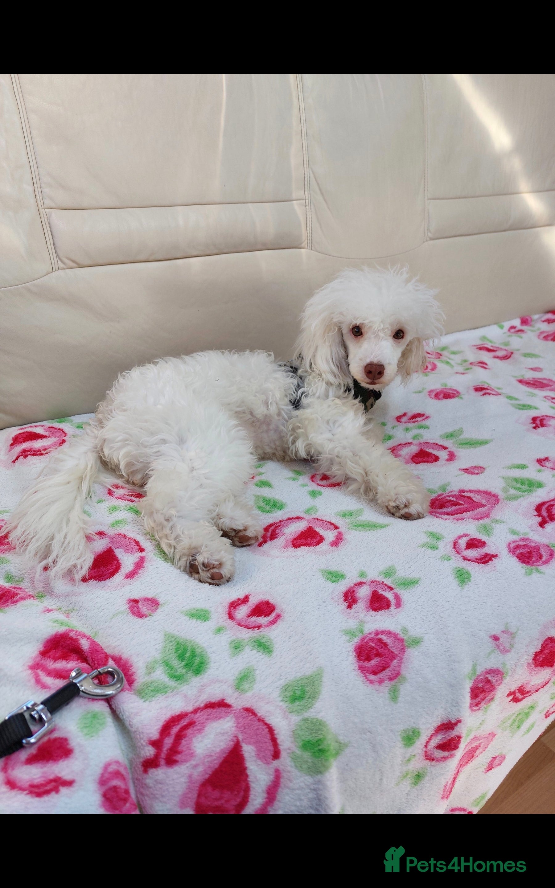 Toy Poodle dogs Toy poodle girl 3 years old  - Advert 4