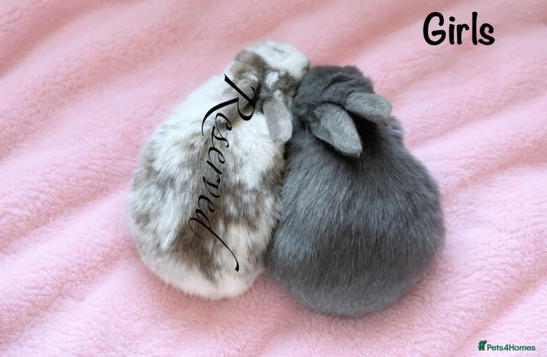 Mini Lop rabbits for sale: Baby Mini Lops (Ready 16/04) - Advert 2