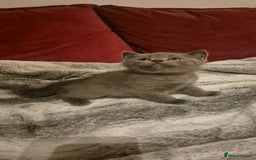 Scottish Fold cats for sale: Last 2 Scottish straight kittens  - Image 21