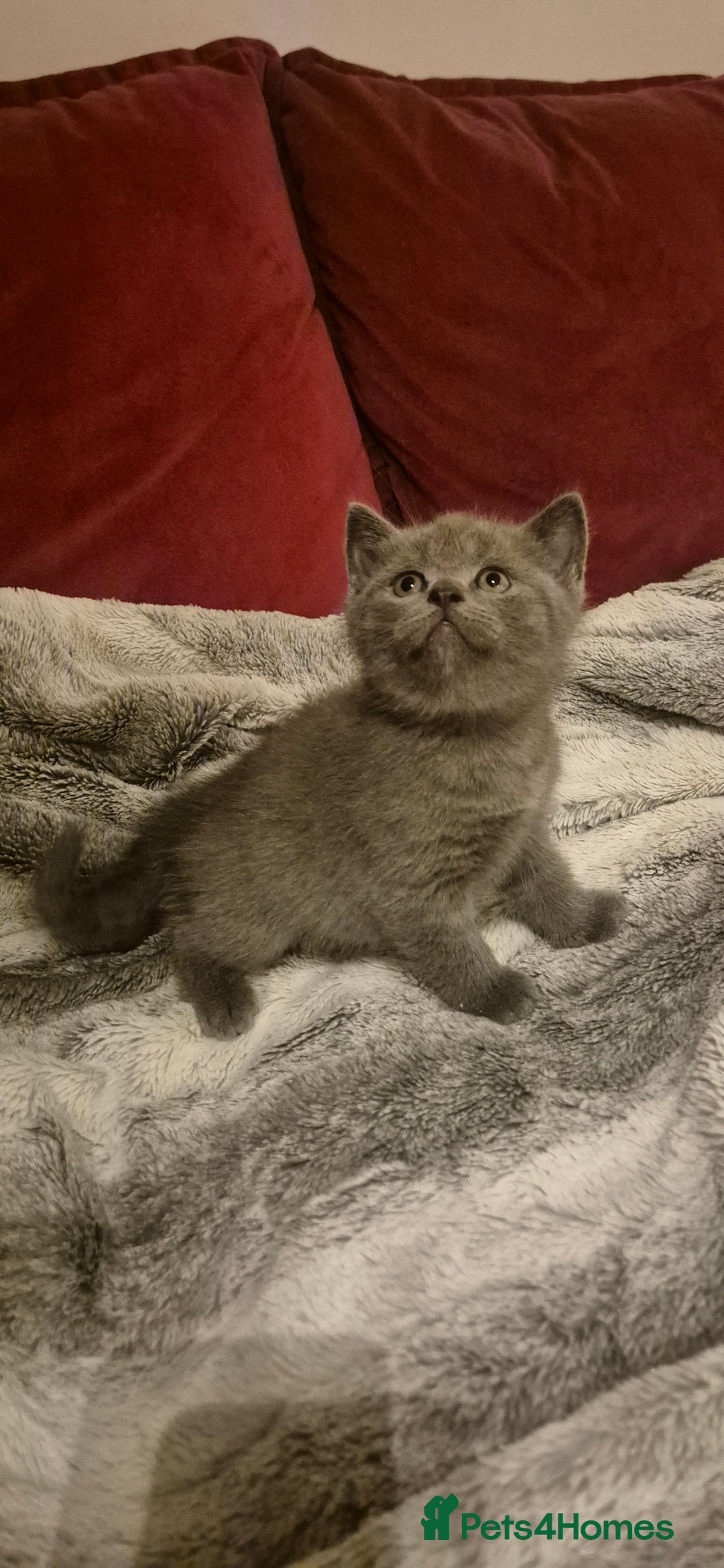 Scottish Fold cats for sale: Last 2 Scottish straight kittens  - Image 21