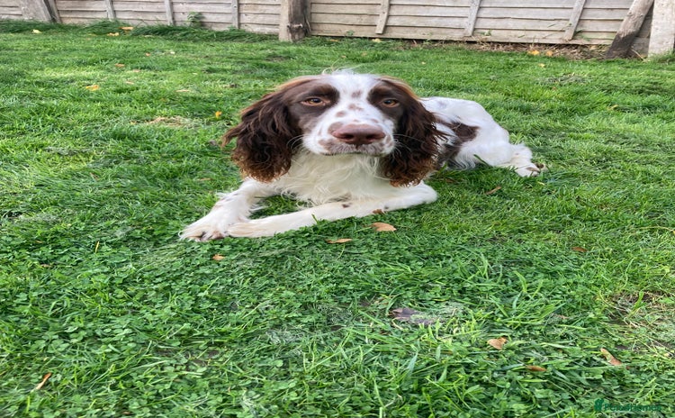 English Springer Spaniel dogs - Advert 10