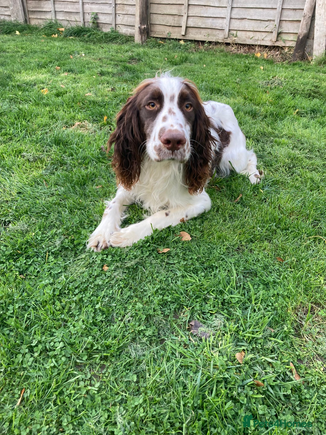 English Springer Spaniel dogs for sale: Springer Spaniel  - Image 1