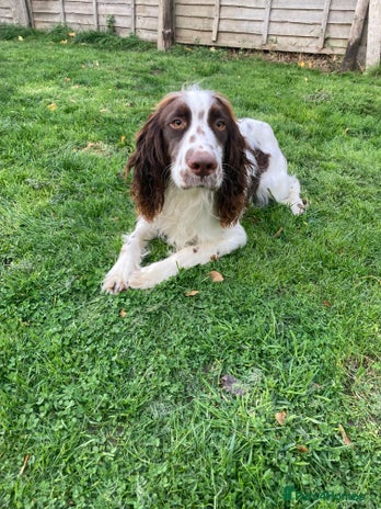English Springer Spaniel dogs - Advert 1