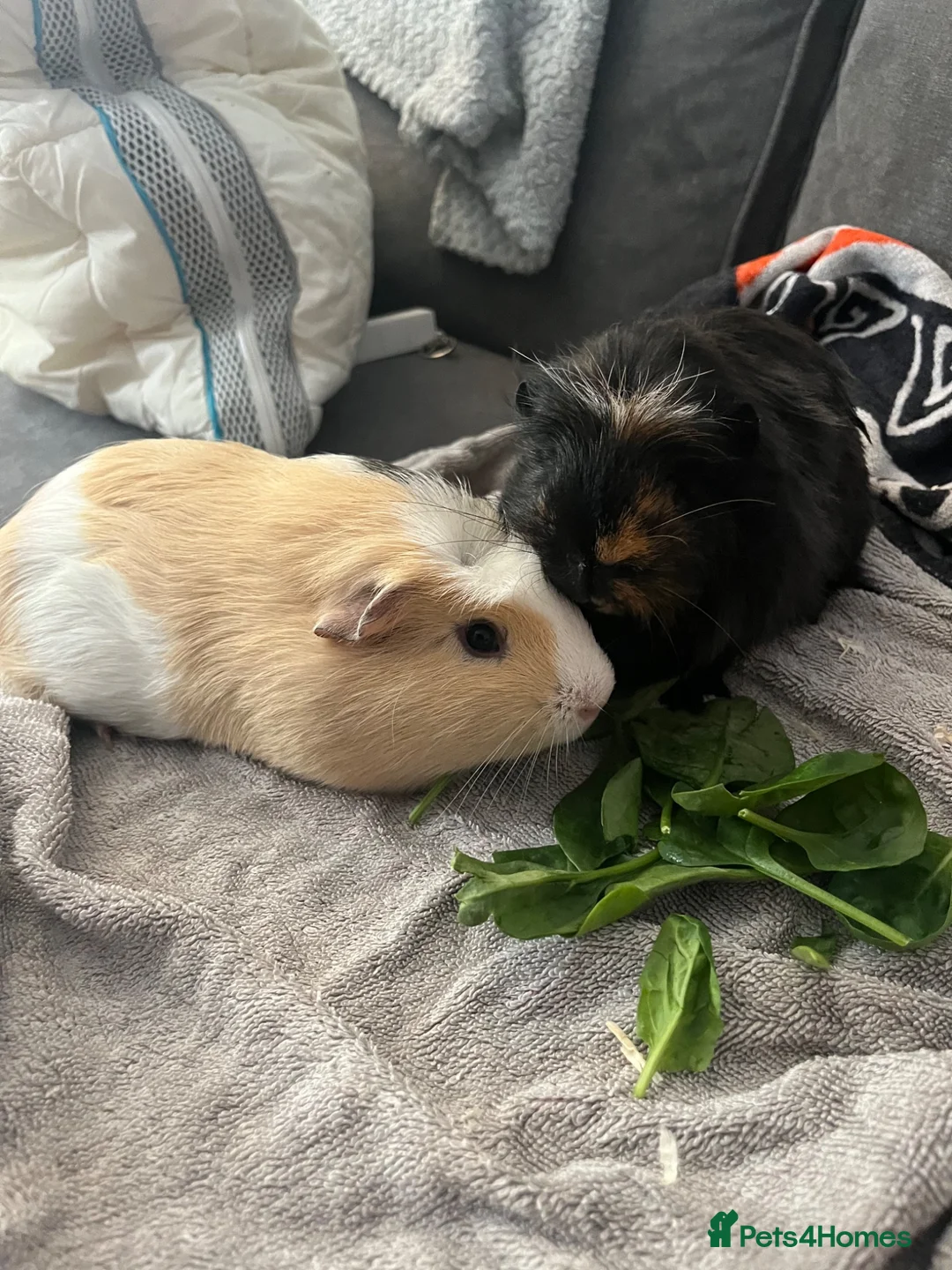 Guinea Pig rodents for sale: 2 male guinea pigs in Liverpool - Advert 5