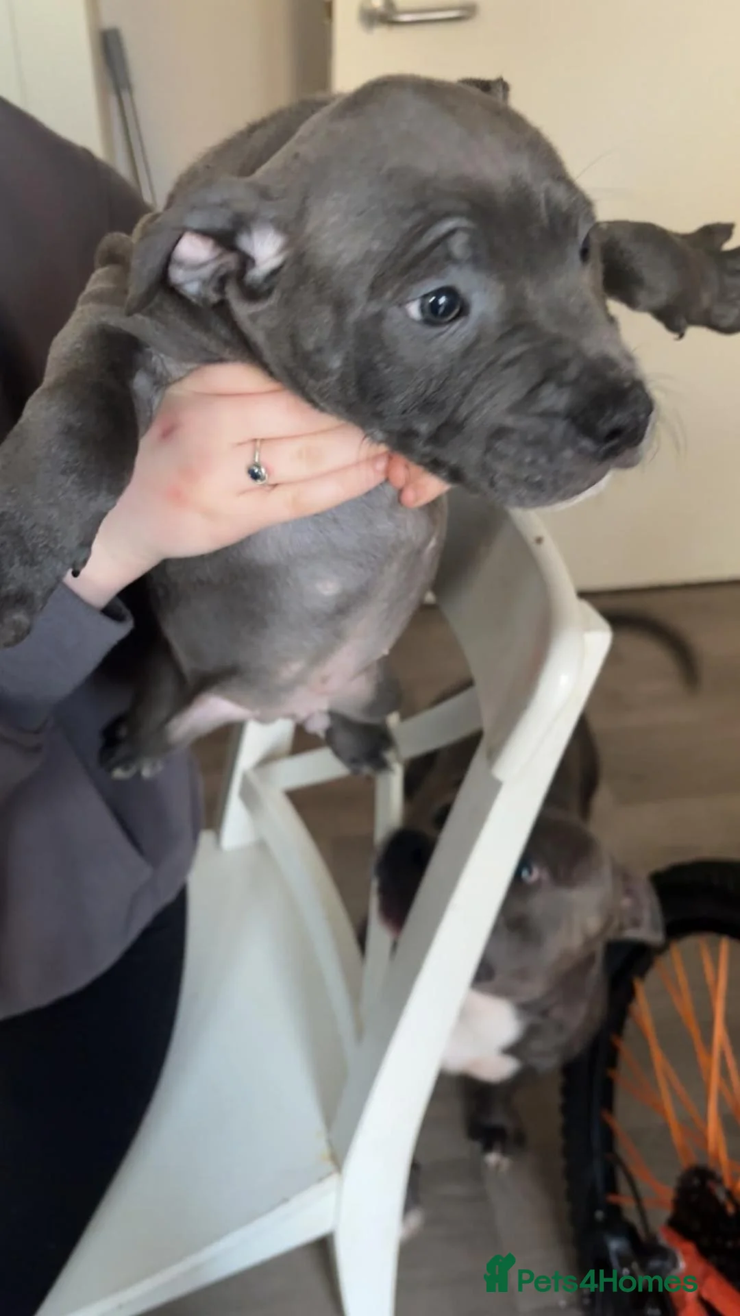 Staffordshire Bull Terrier dogs for sale: Blue staff pups  in Belfast - Advert 8