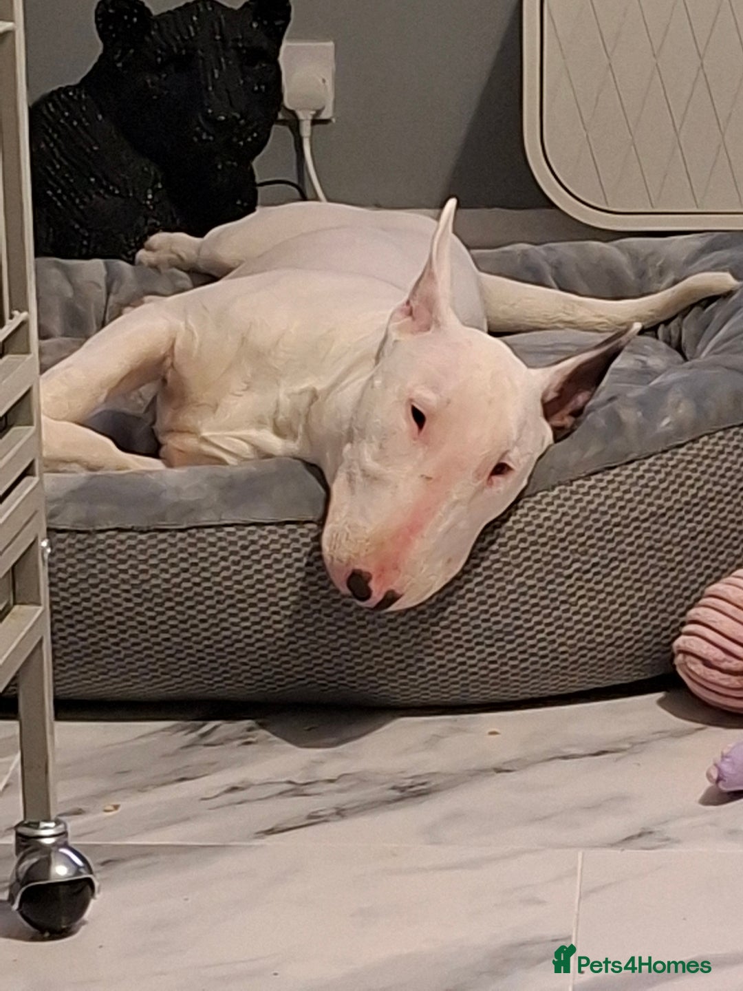 English Bull Terrier dogs for sale: 7 month old english bull terrier  - Advert 9
