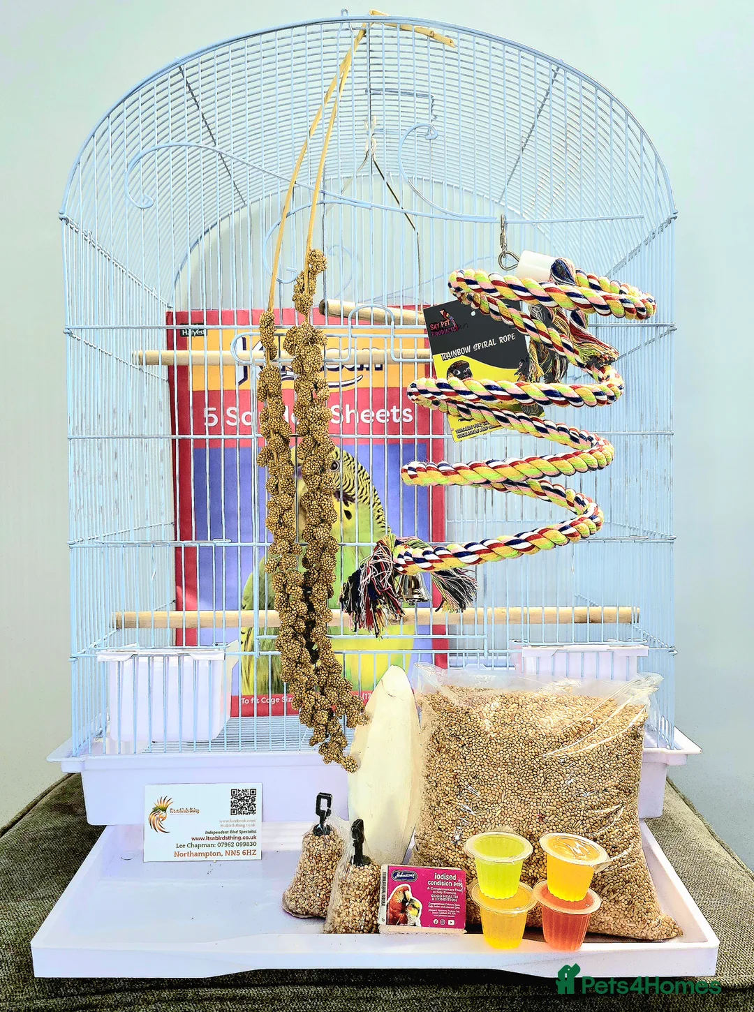 Budgerigars birds for sale: Breathtakingly Stunning Baby Budgies!!! - Advert 17