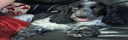 Cocker Spaniel dogs for sale: Extensively Health tested Parents & UNIQUE colours - Advert 4