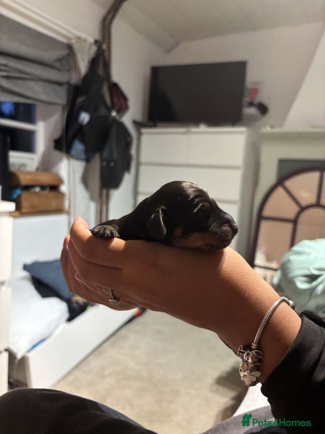 Dachshund dogs for sale: Beautiful Dachshund Puppies - Image 7