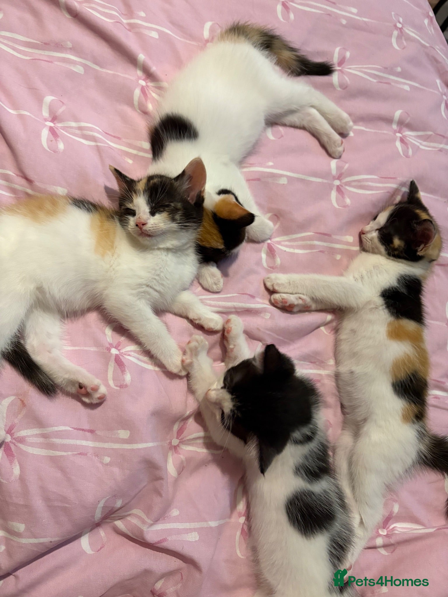 Mixed Breed cats Ragdoll mixed kittens 🐈‍⬛  - Advert 1