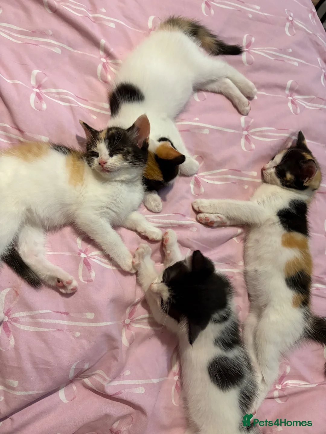 Mixed Breed cats for sale: Ragdoll mixed kittens 🐈‍⬛  - Advert 1