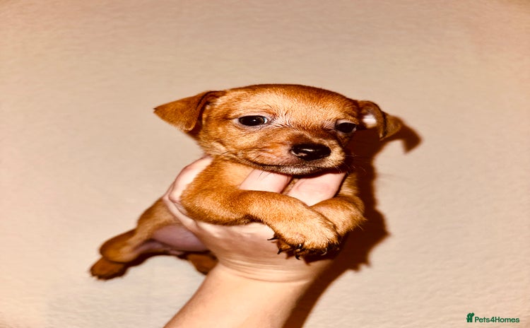 Jack Russell dogs - Advert 16