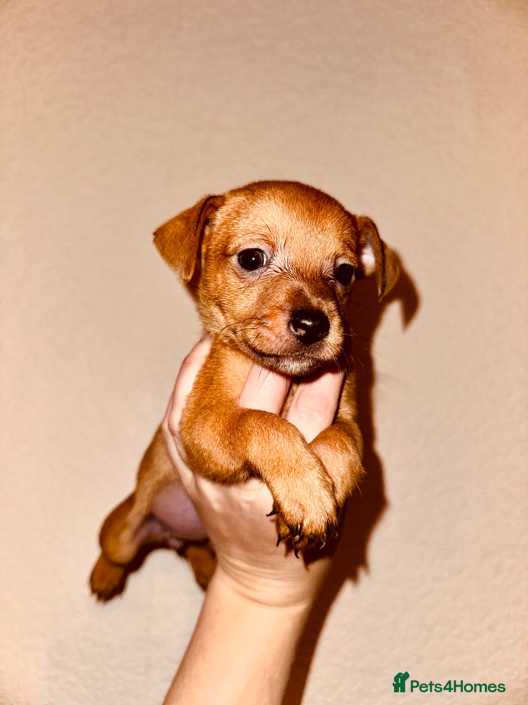 Jack Russell dogs for sale: Jack Russel puppies ready now! Dob is wrong - Image 1