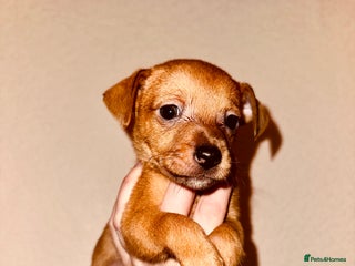 Jack Russell dogs for sale - Advert 1