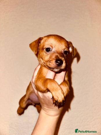 Jack Russell dogs - Advert 1