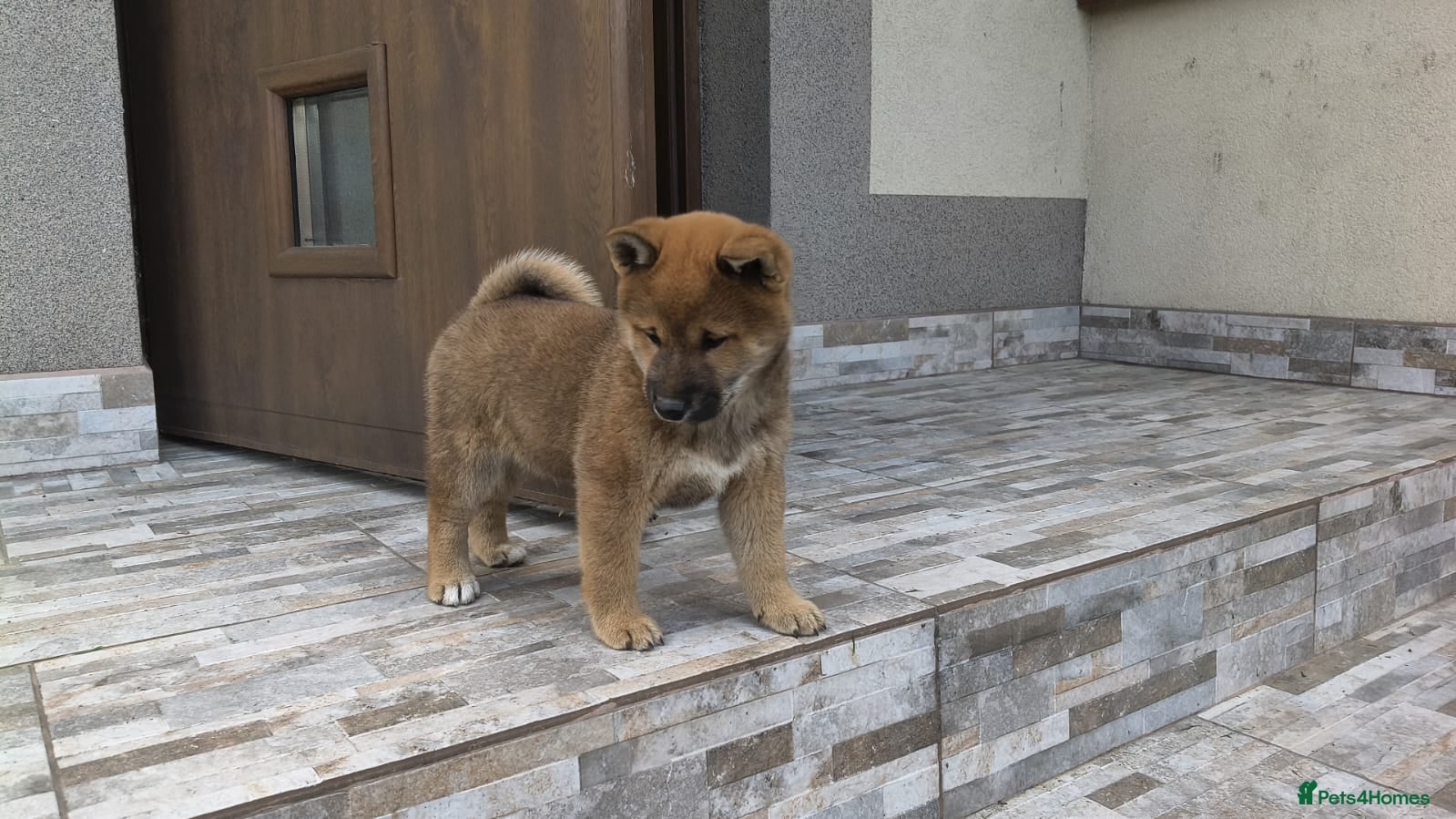 Japanese Shiba Inu dogs Shiba Inu  - Advert 1