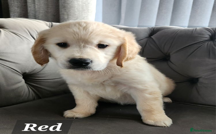 Golden Retriever dogs - Advert 5