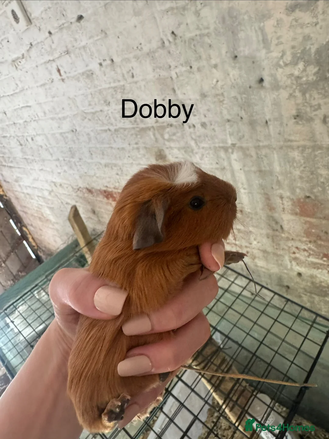 Guinea Pig rodents for sale: Gorgeous guineas available May - Advert 2