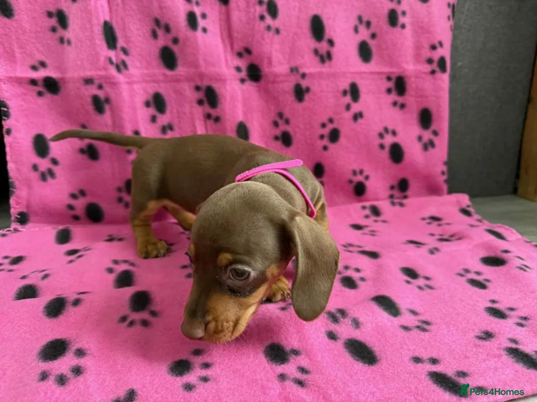 Miniature Dachshund dogs for sale: BEAUTIFUL MINIATURE DACHSHUND PUPPIES in Sunderland - Advert 7