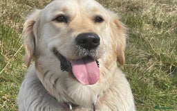 Golden Retriever dogs for sale: Expression of Interest - Golden Retriever Puppies - Image 11