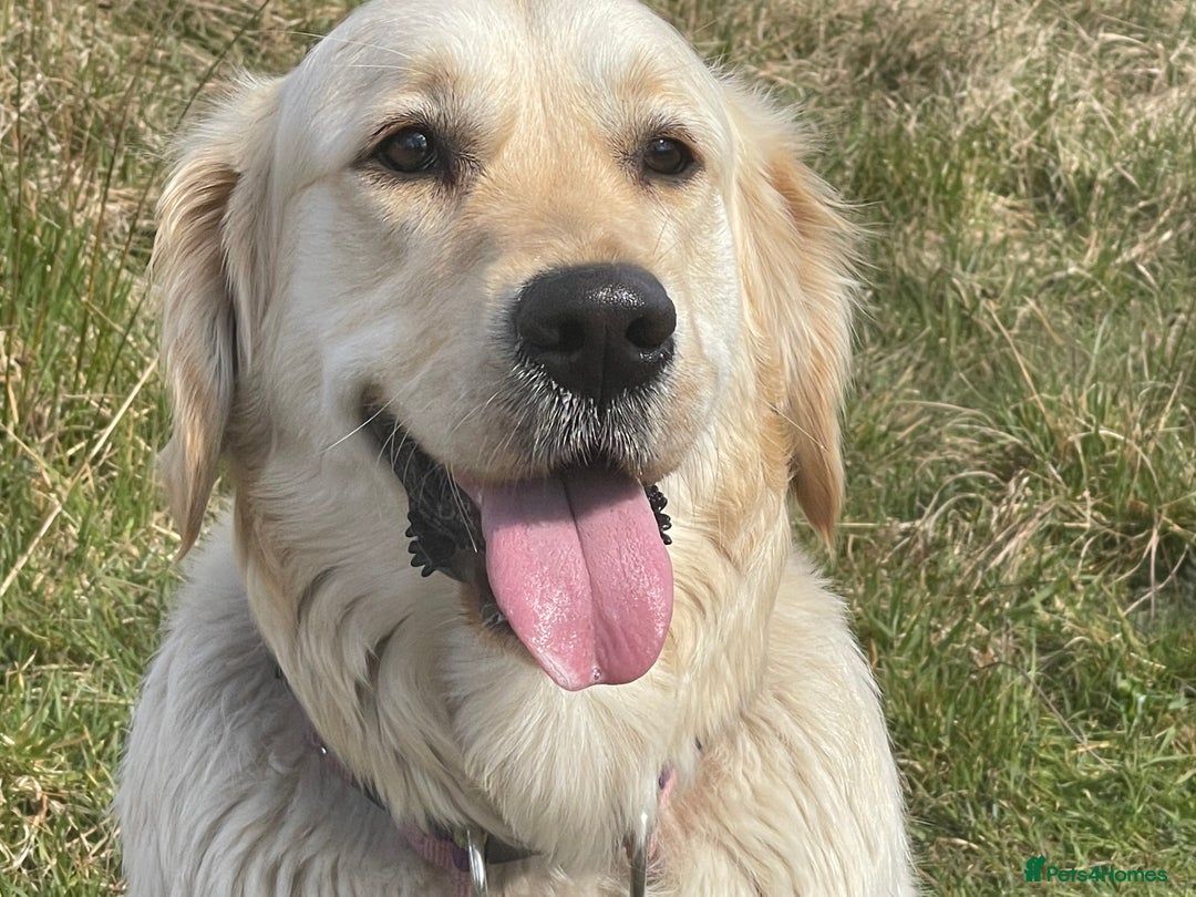 Golden Retriever dogs for sale: Expression of Interest - Golden Retriever Puppies - Image 11