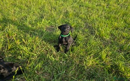 Mixed Breed dogs for sale: Exceptional Weimador pups  - Image 8