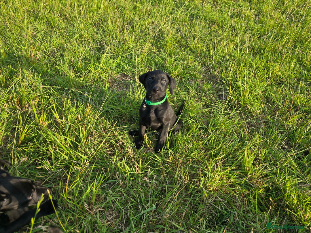 Mixed Breed dogs for sale: Exceptional Weimador pups  - Image 8