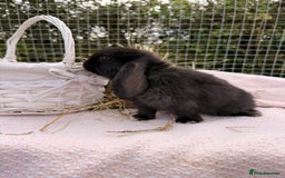 Mini Lop rabbits for sale: Pure mini lops, otters, grey, blue - Image 6
