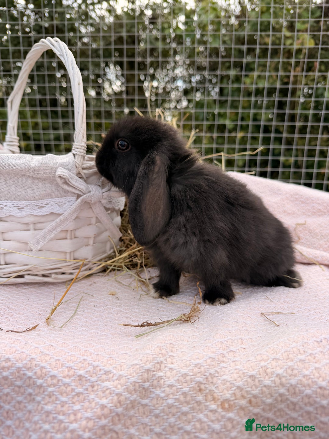 Mini Lop rabbits for sale: Pure mini lops, otters, grey, blue - Image 6