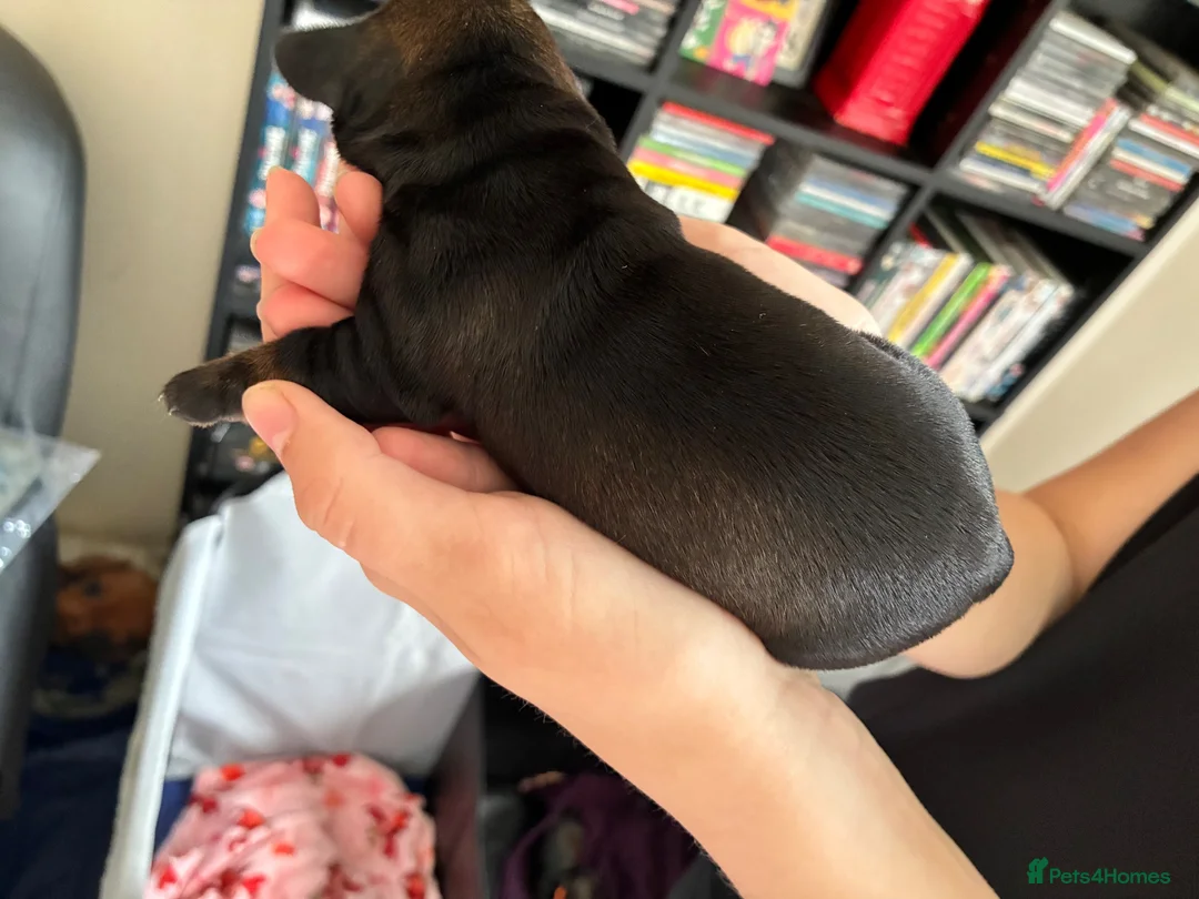 Miniature Dachshund dogs for sale: Wire Haired miniature Dachshunds - Advert 2