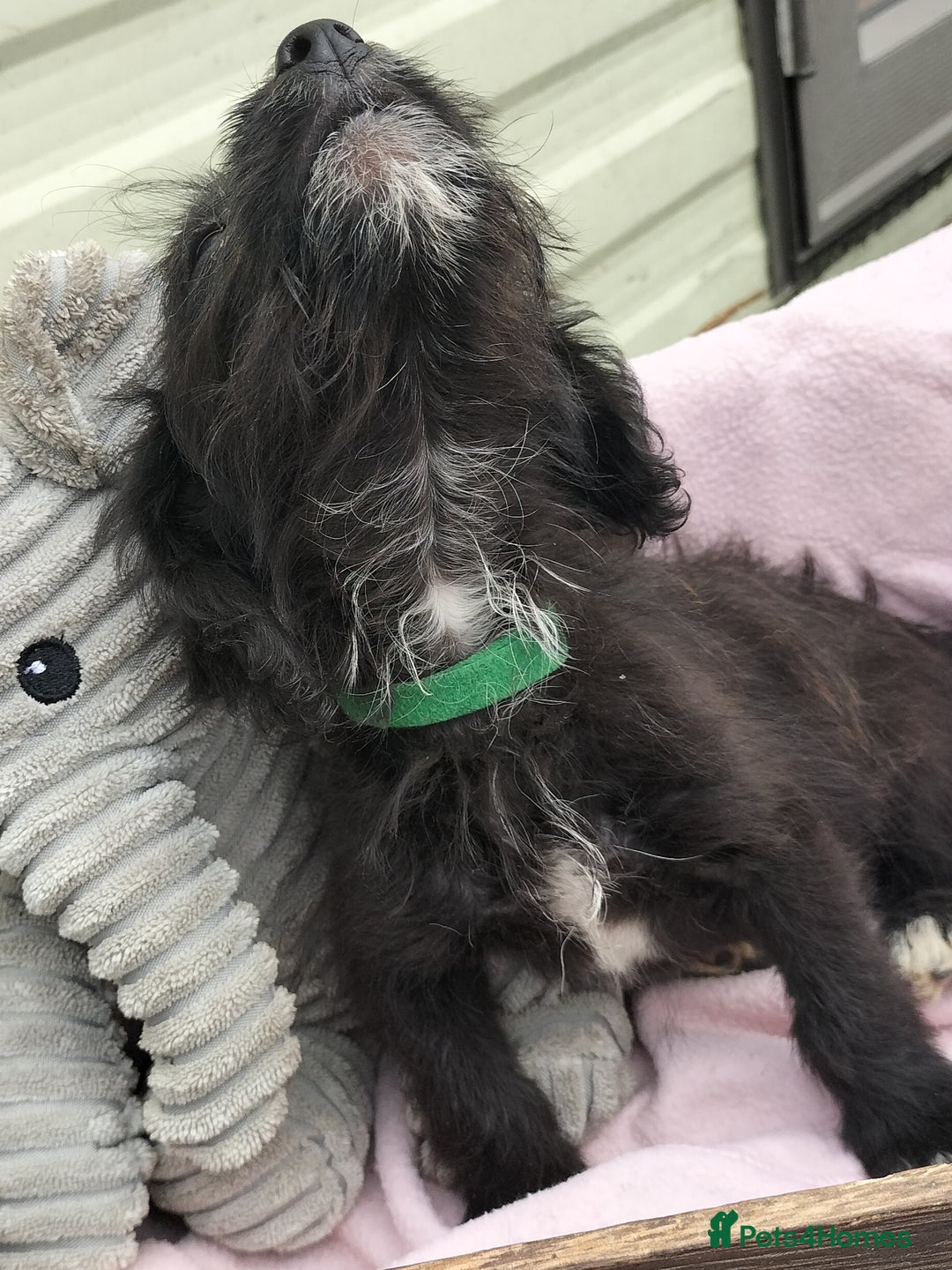 Labradoodle dogs for sale: Miniature Labradoodle puppies  - Image 18