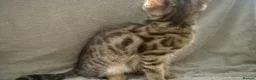 Mixed Breed cats for sale: Beautiful Part Bengal Kittens  - Advert 11